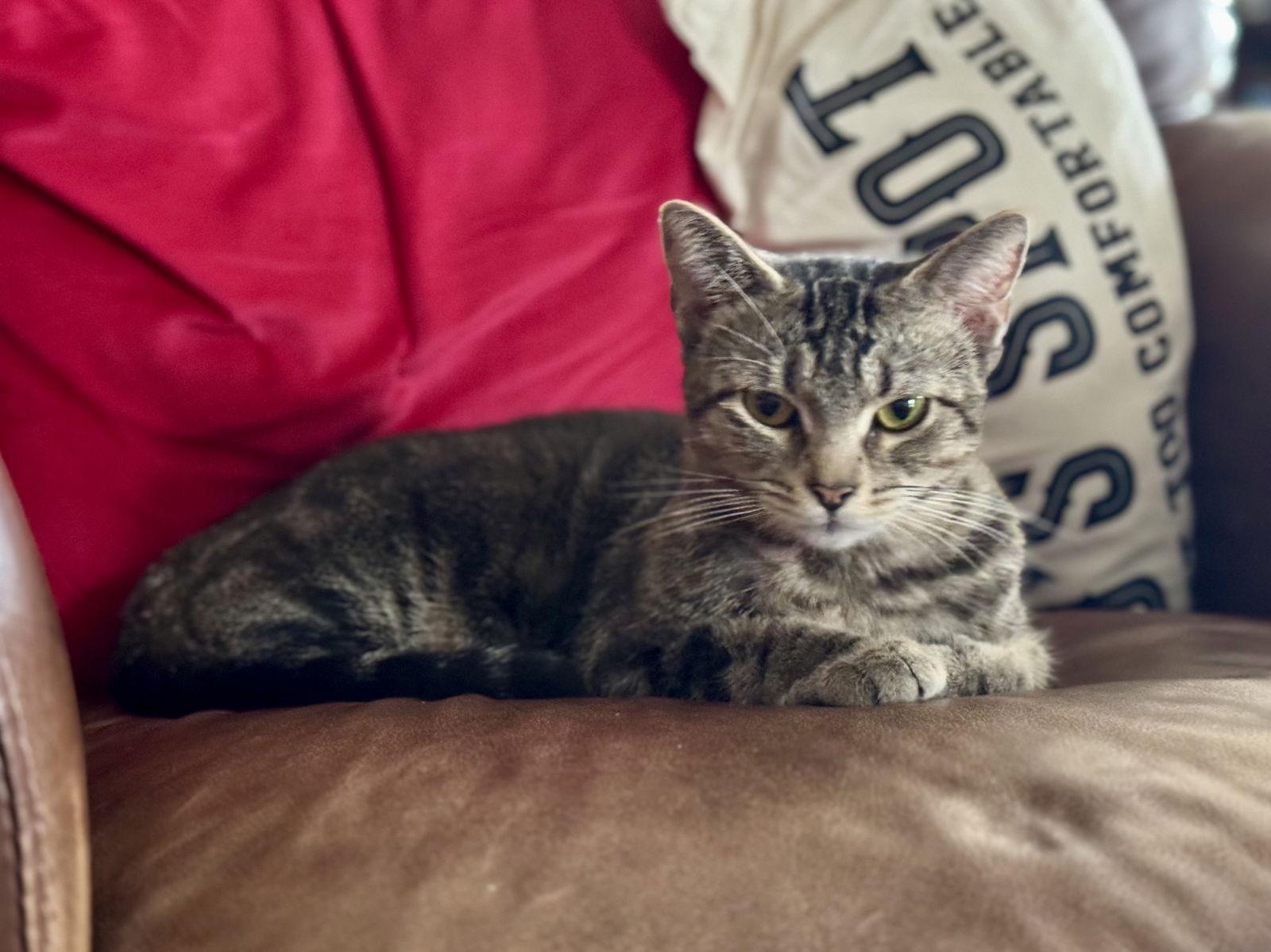 Enlarge Cassie, a Adoptable Domestic Short Hair in Lake Saint Louis, MO image 2/3