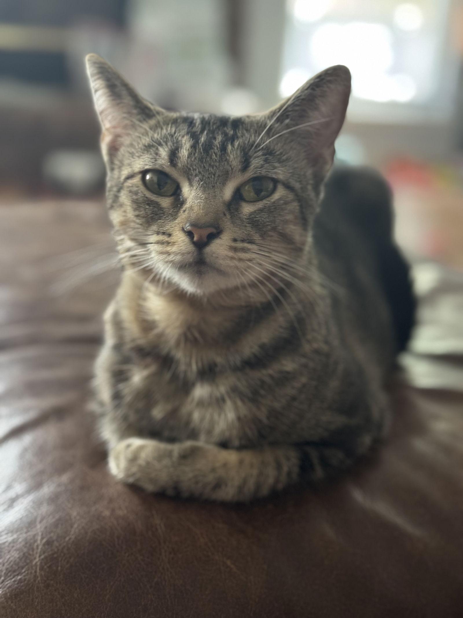 Enlarge Cassie, a Adoptable Domestic Short Hair in Lake Saint Louis, MO image 3/3