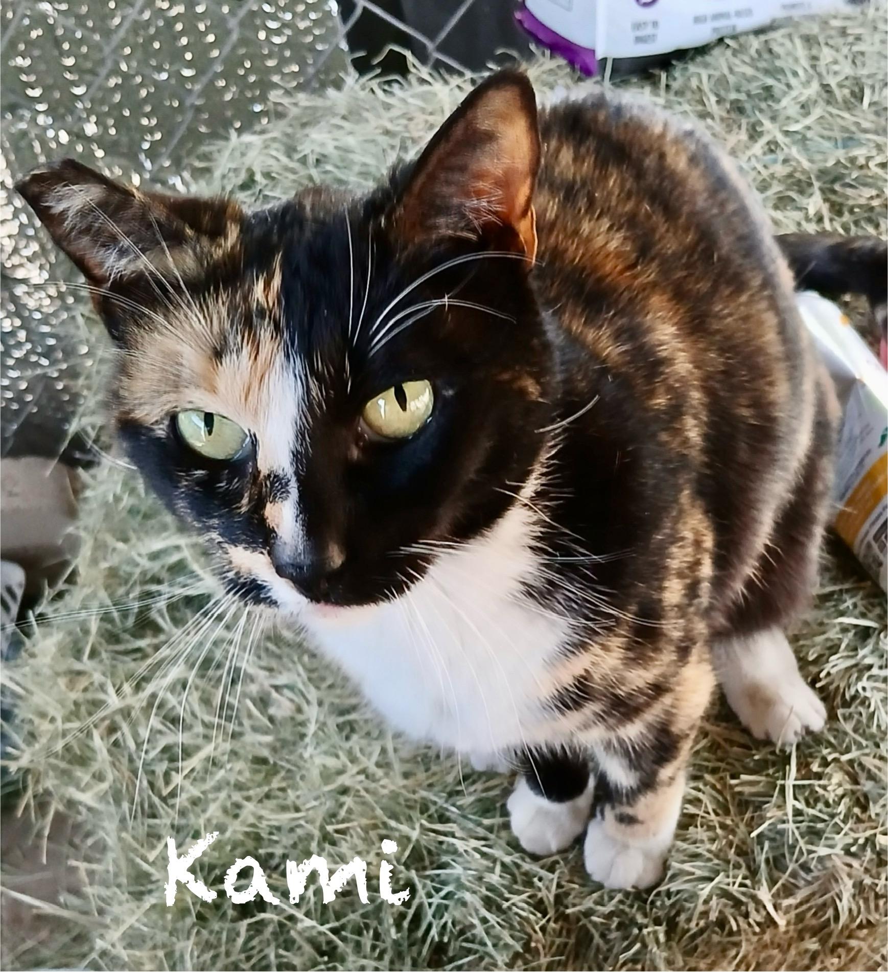 Kami, a Adoptable mixed breed in Mission Viejo, CA image 2/6