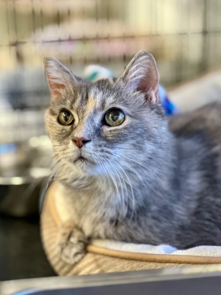 Enlarge Sassy, a Adoptable mixed breed in Cumberland, ME image 4/6