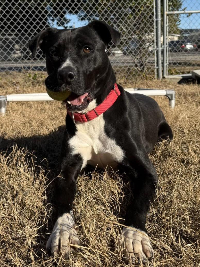 Enlarge Biff, a Adoptable Mixed Breed in North Myrtle Beach, SC image 2/6