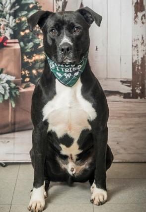 Biff, a Adoptable Mixed Breed in North Myrtle Beach, SC image 2/6