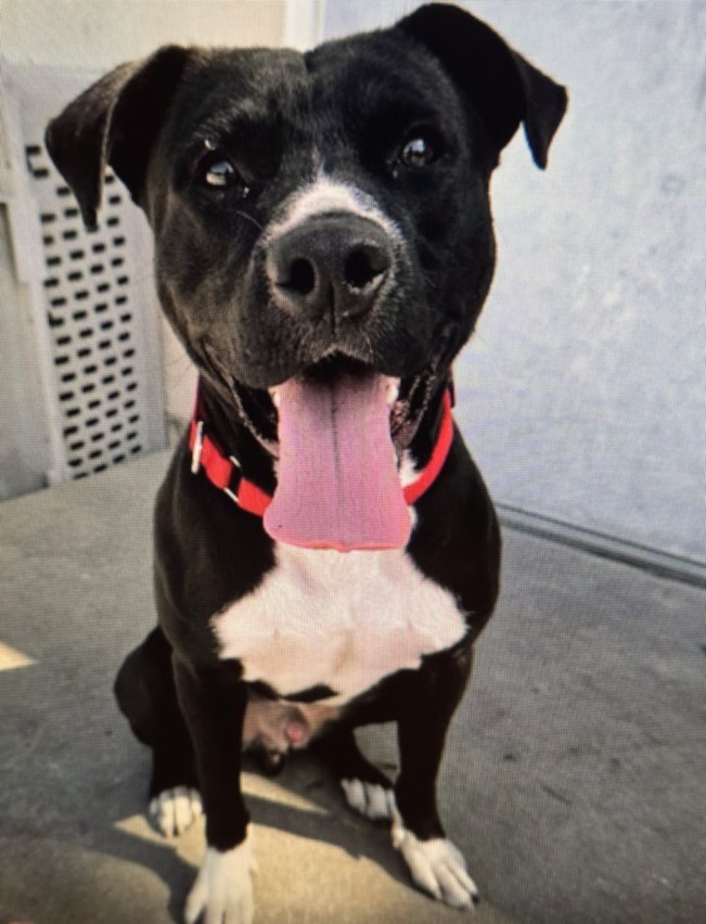 Enlarge Biff, a Adoptable Mixed Breed in North Myrtle Beach, SC image 5/6