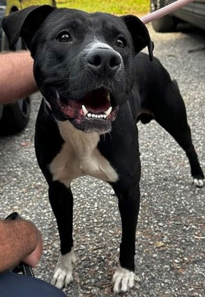 Enlarge Biff, a Adoptable Mixed Breed in North Myrtle Beach, SC image 6/6