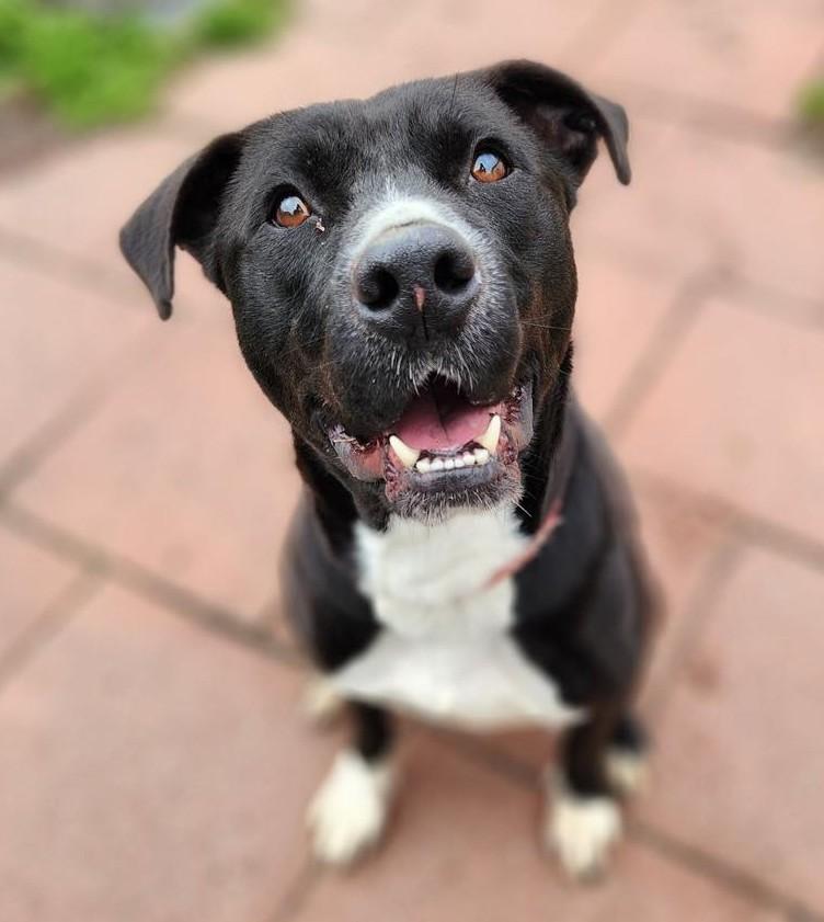 Enlarge Biff, a Adoptable Mixed Breed in North Myrtle Beach, SC image 2/6