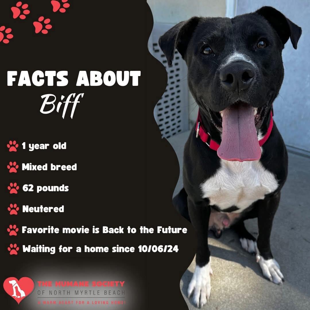 Biff photo 2