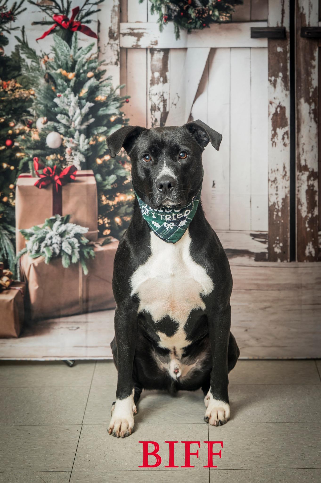 Enlarge Biff, a Adoptable Mixed Breed in North Myrtle Beach, SC image 1/6