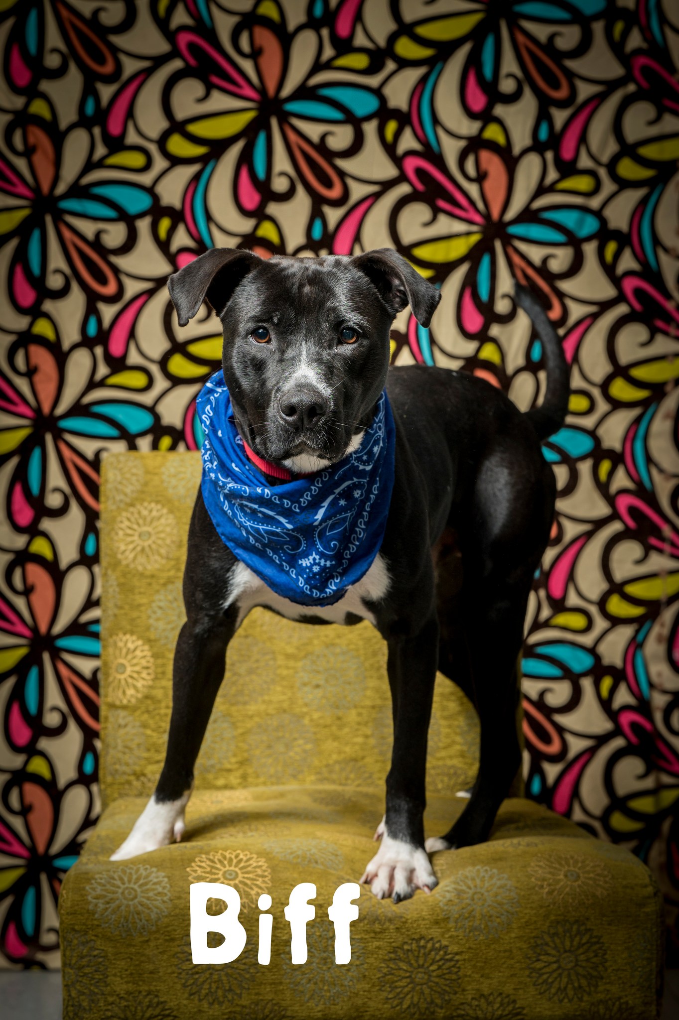 Enlarge Biff, a Adoptable Mixed Breed in North Myrtle Beach, SC image 3/6