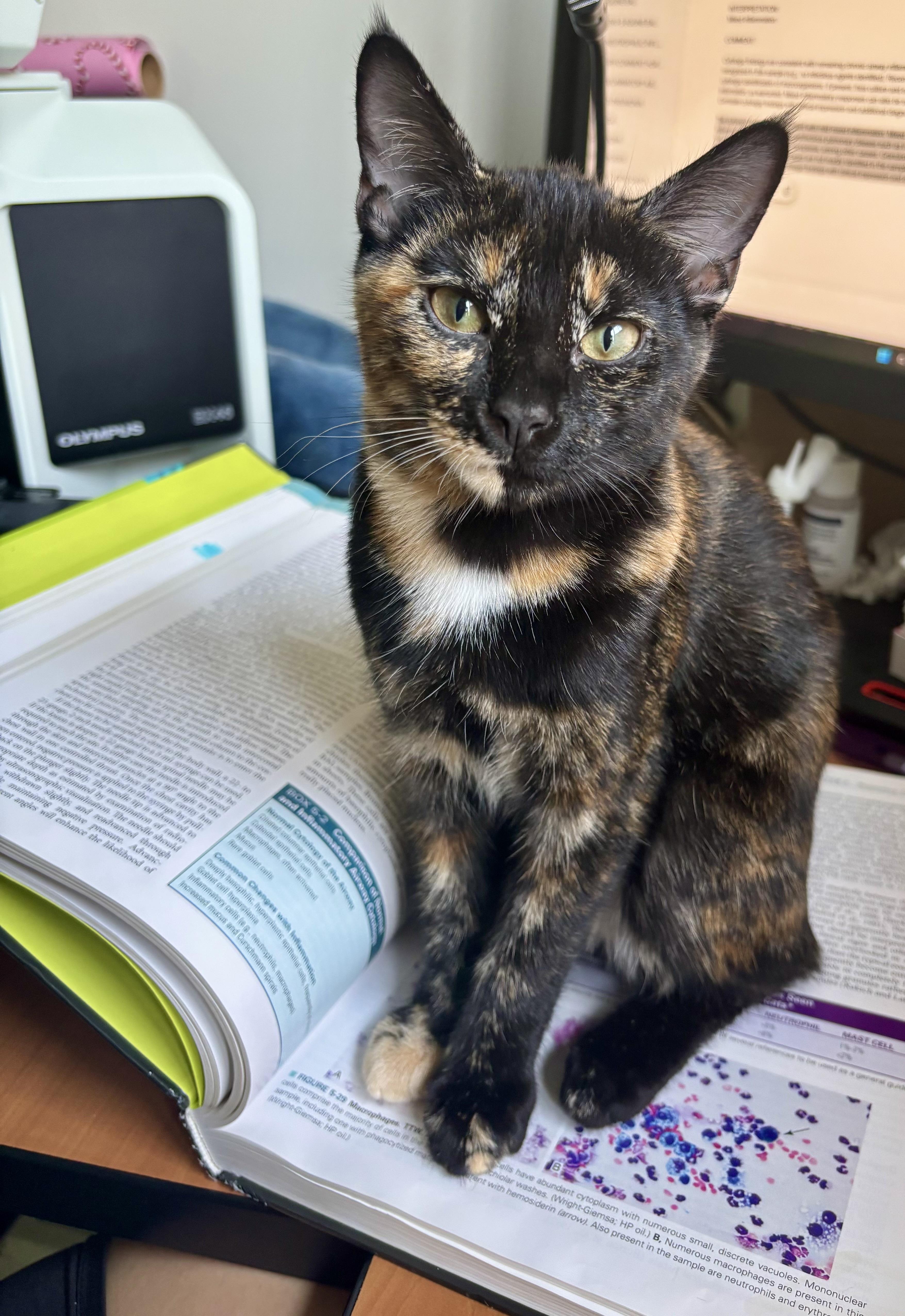 Enlarge Dahlia & Violet Bonded Pair Sisters Kittens, a Adoptable Tortoiseshell in Monroe, NC image 3/6