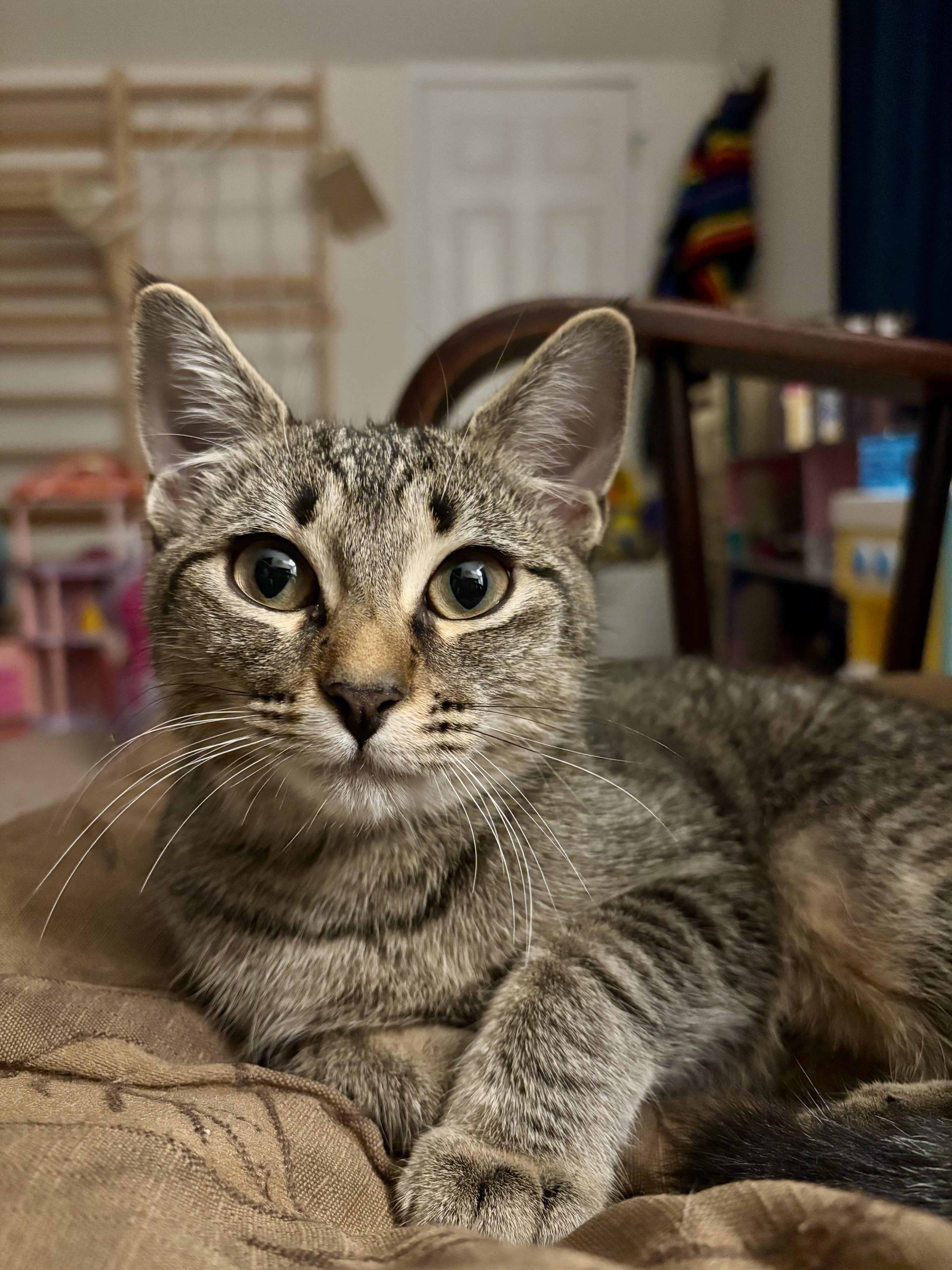 Enlarge Dahlia & Violet Bonded Pair Sisters Kittens, a Adoptable Tortoiseshell in Monroe, NC image 5/6