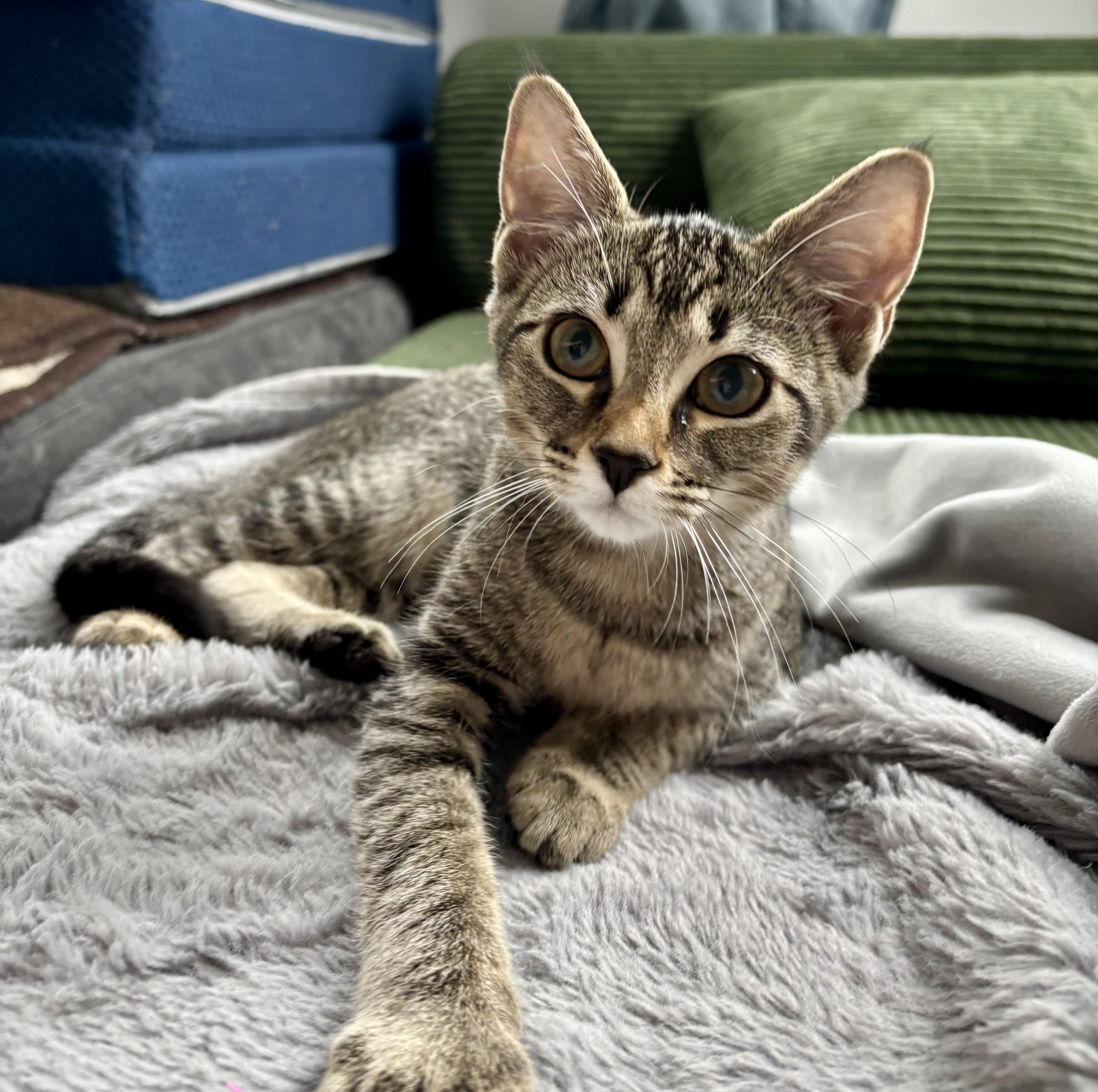 Enlarge Dahlia & Violet Bonded Pair Sisters Kittens, a Adoptable Tortoiseshell in Monroe, NC image 6/6