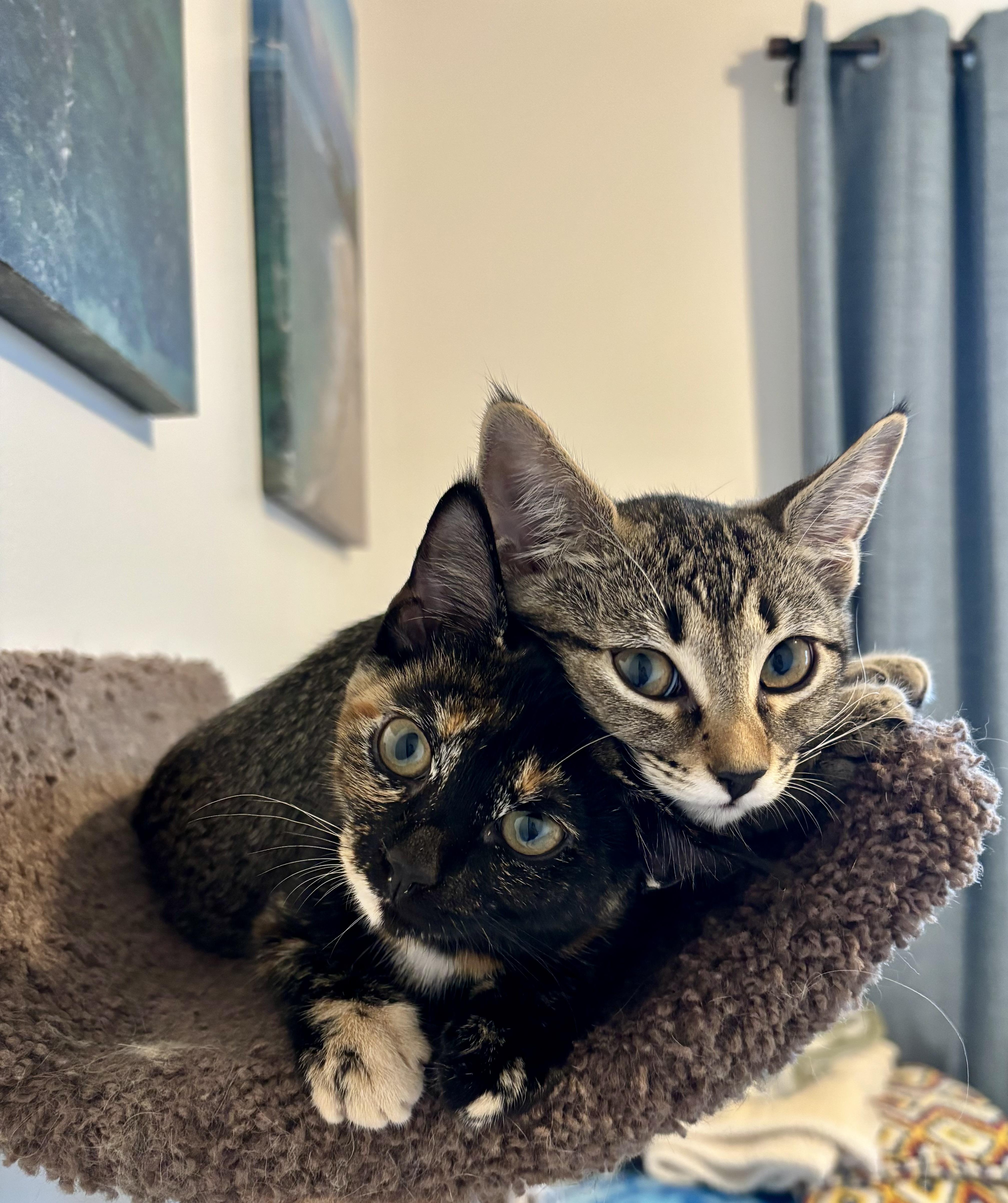 Enlarge Dahlia & Violet Bonded Pair Sisters Kittens, a Adoptable Tortoiseshell in Monroe, NC image 2/6