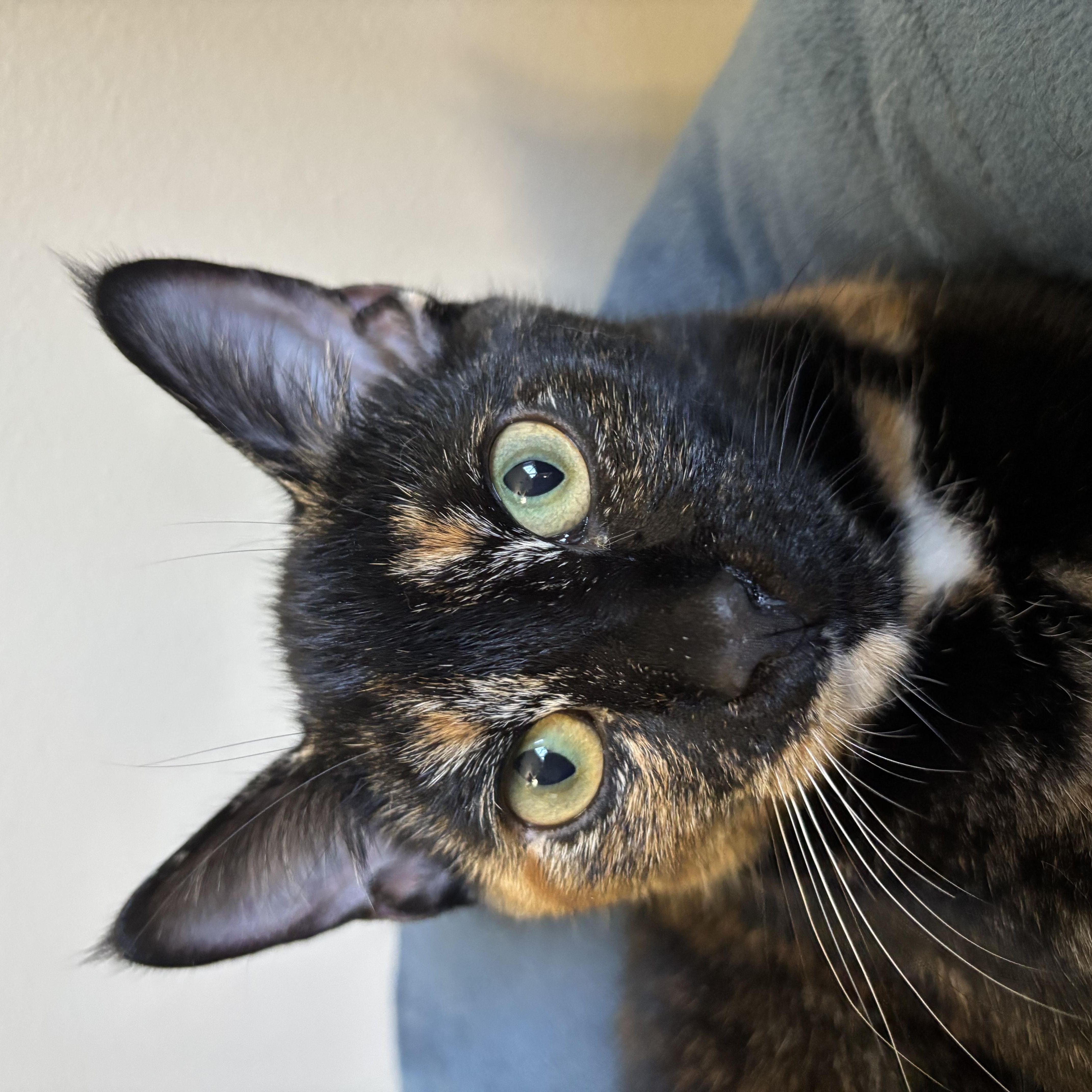 Enlarge Dahlia & Violet Bonded Pair Sisters Kittens, a Adoptable Tortoiseshell in Monroe, NC image 4/6