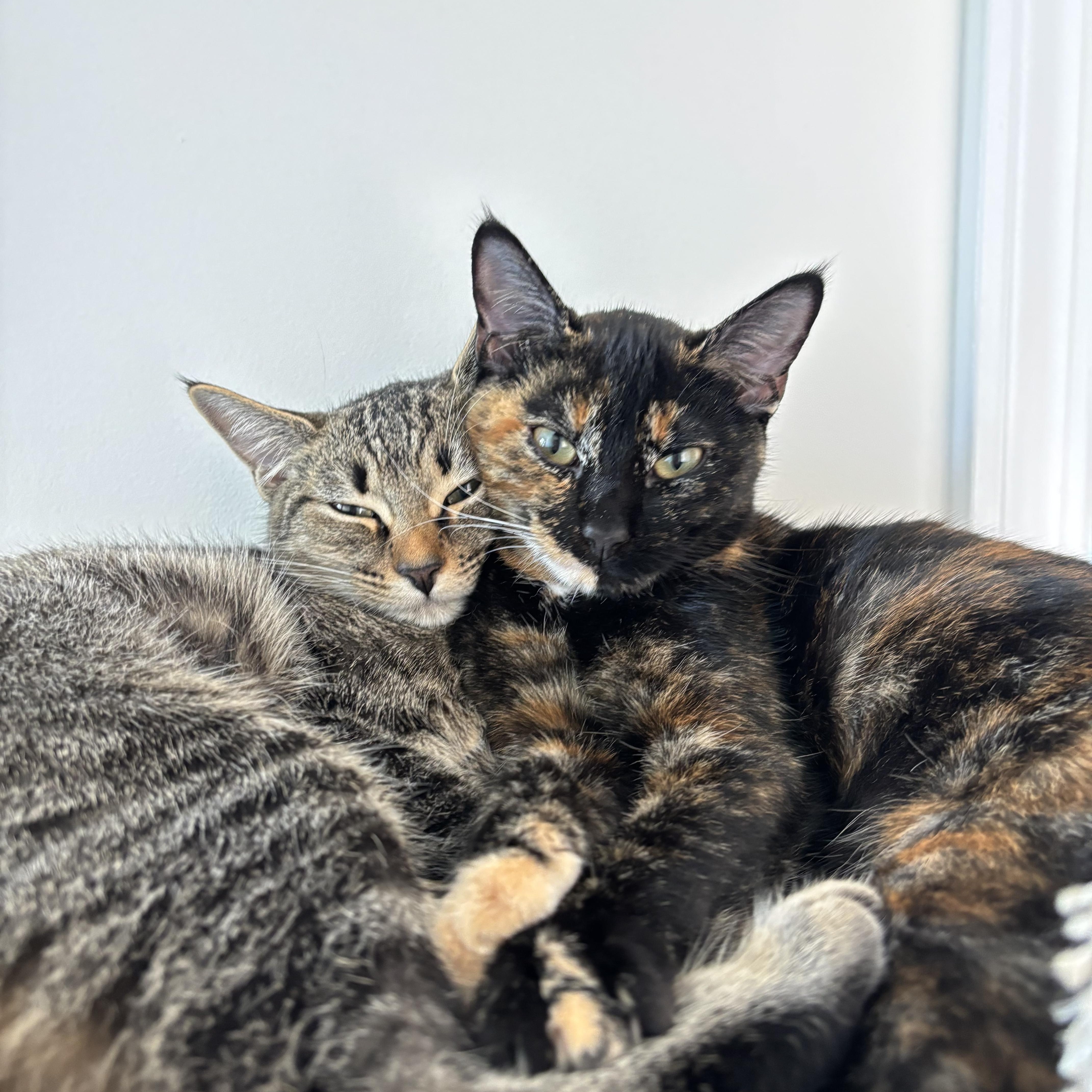Dahlia & Violet Bonded Pair Sisters Kittens, Adoptable, Kitten Female Tortoiseshell.