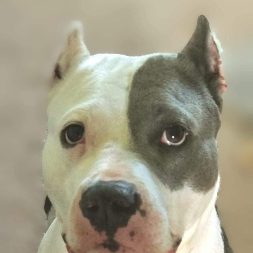 Lenny, Adoptable, Adult Female Pit Bull Terrier & Mixed Breed.