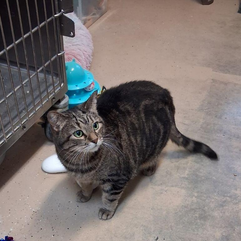 Enlarge Penny, a Adoptable Domestic Short Hair in Wahpeton, ND image 2/5