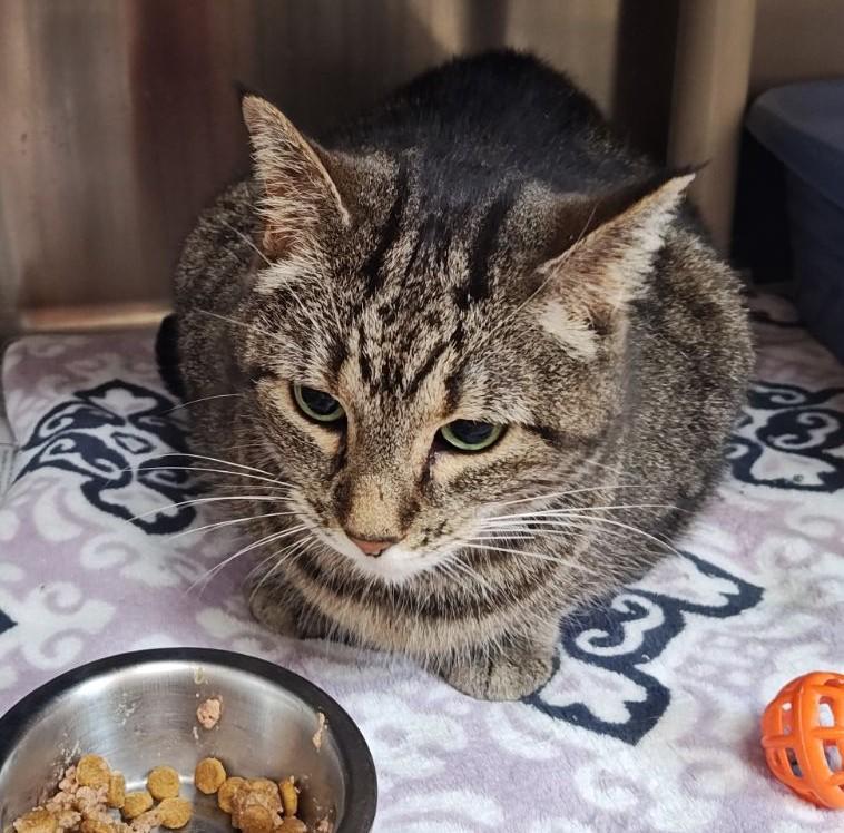 Penny, Adoptable, Senior Female Domestic Short Hair.