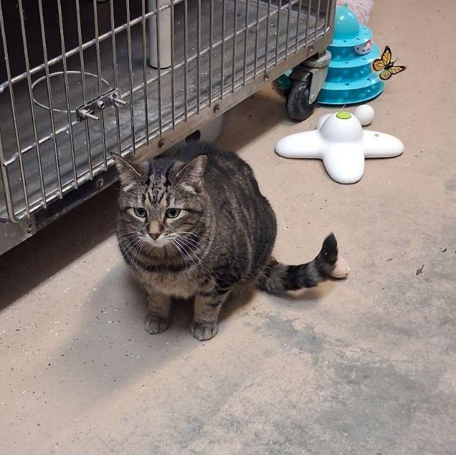 Enlarge Penny, a Adoptable Domestic Short Hair in Wahpeton, ND image 3/5