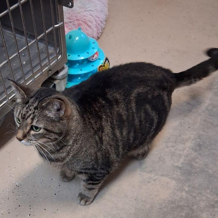 Enlarge Penny, a Adoptable Domestic Short Hair in Wahpeton, ND image 4/5