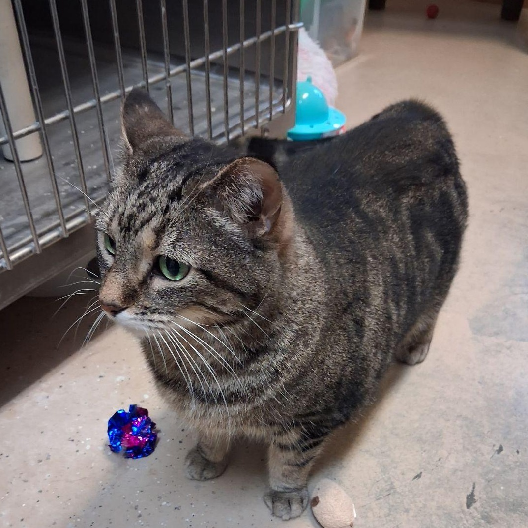 Enlarge Penny, a Adoptable Domestic Short Hair in Wahpeton, ND image 5/5