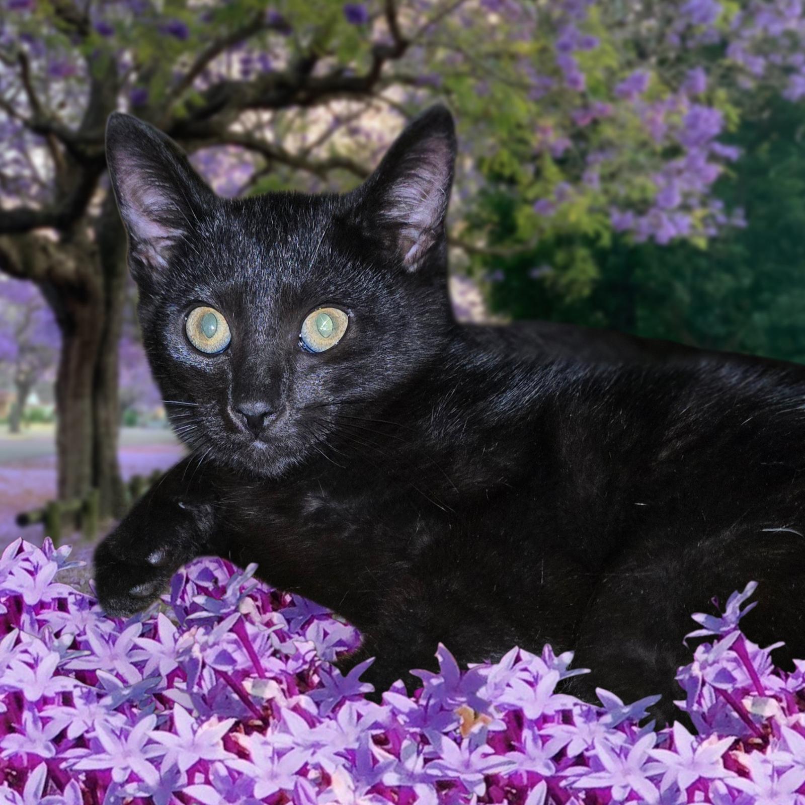 Soft like Blackvelvet, a ADOPTABLE Domestic Short Hair in Elizabeth, PA image 1/5
