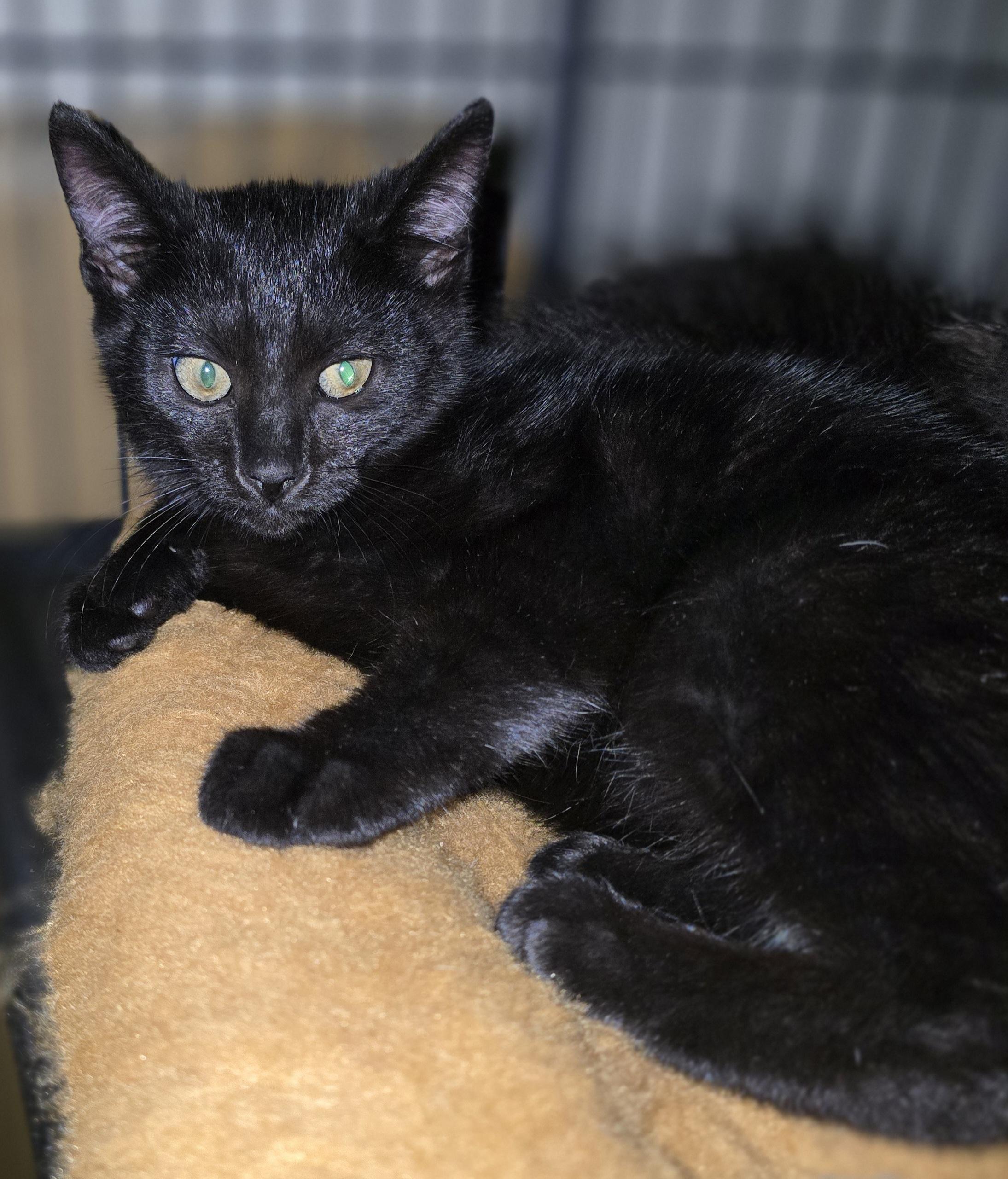 Soft like Blackvelvet, a ADOPTABLE Domestic Short Hair in Elizabeth, PA image 5/5