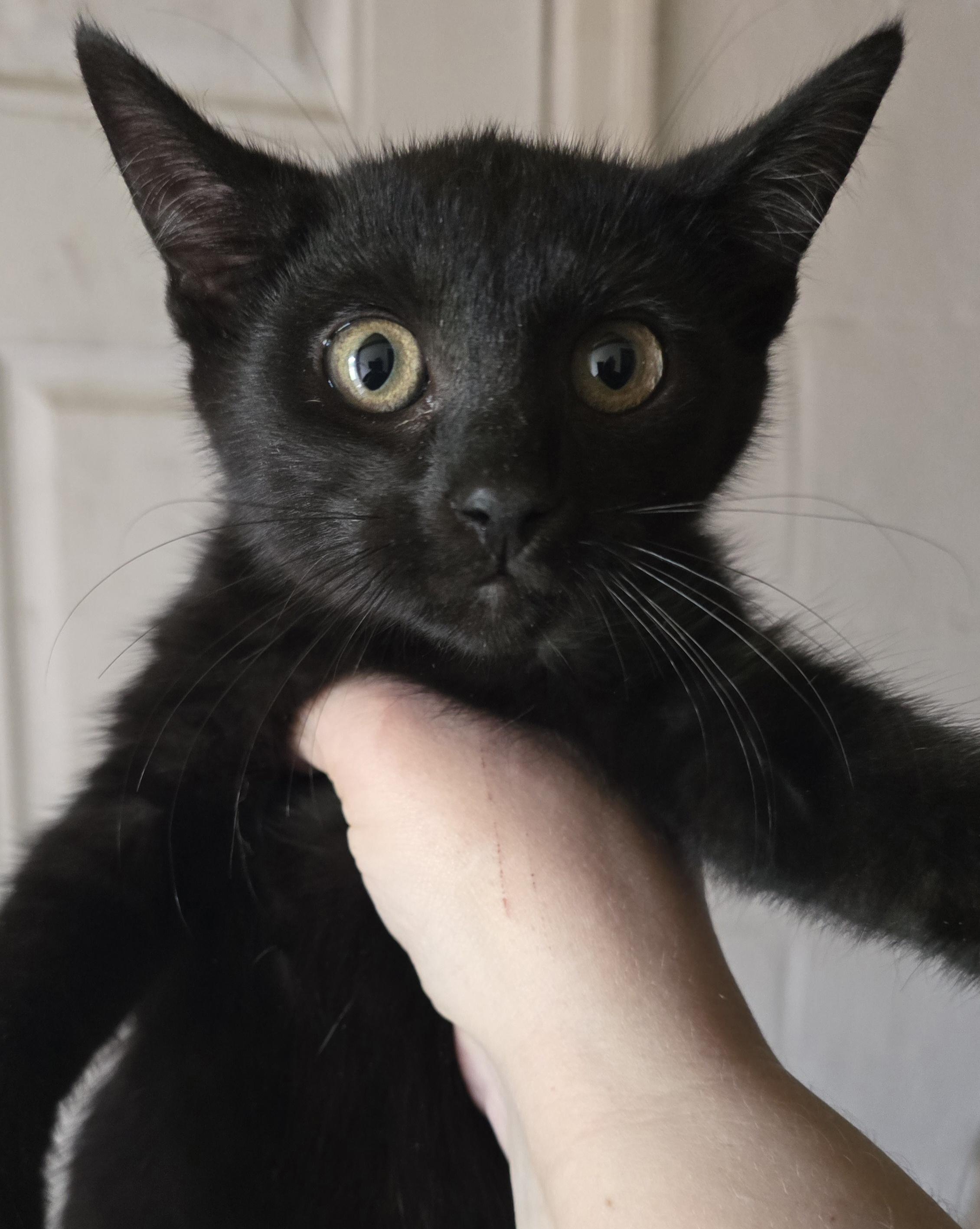 Soft like Blackvelvet, a ADOPTABLE Domestic Short Hair in Elizabeth, PA image 4/5