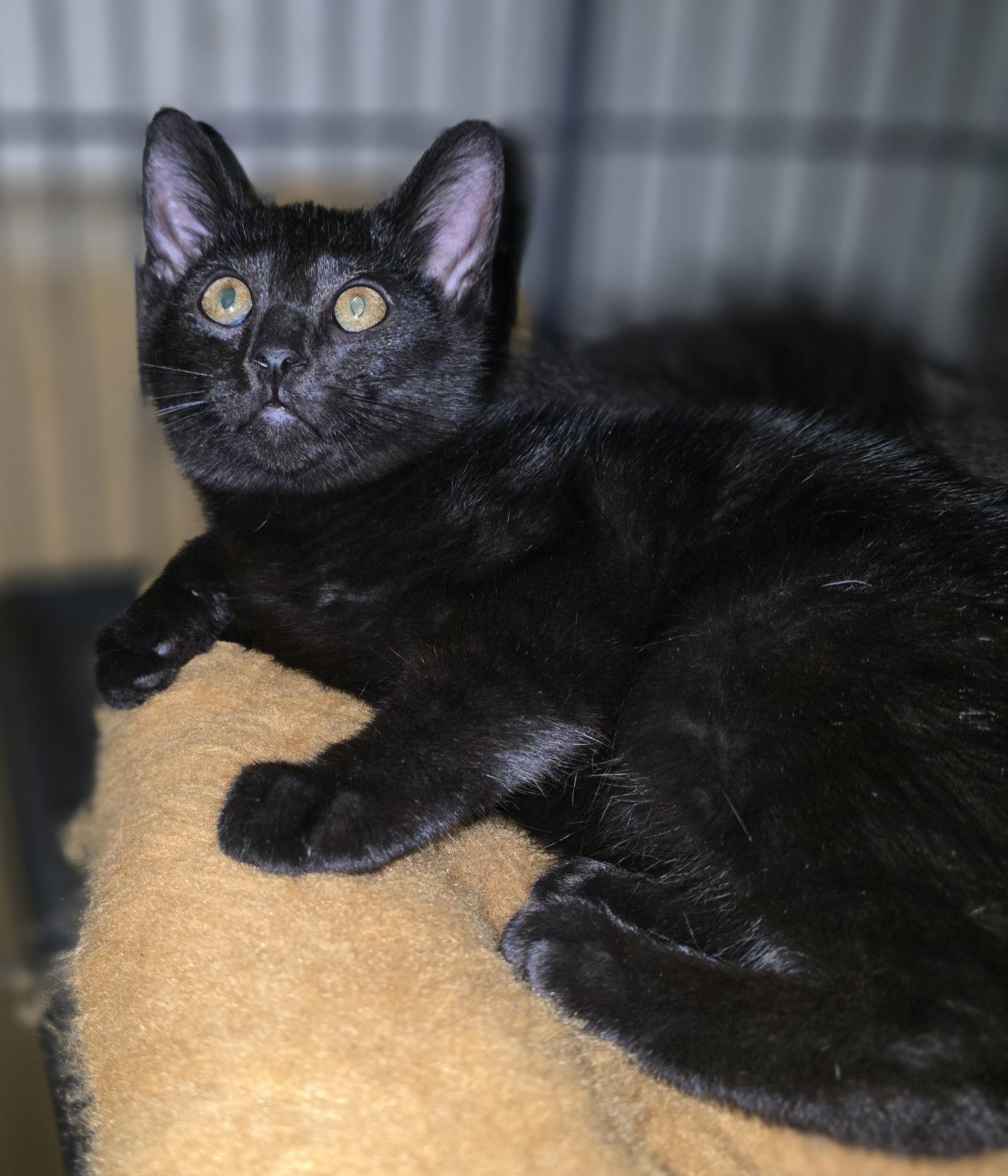 Soft like Blackvelvet, a ADOPTABLE Domestic Short Hair in Elizabeth, PA image 3/5