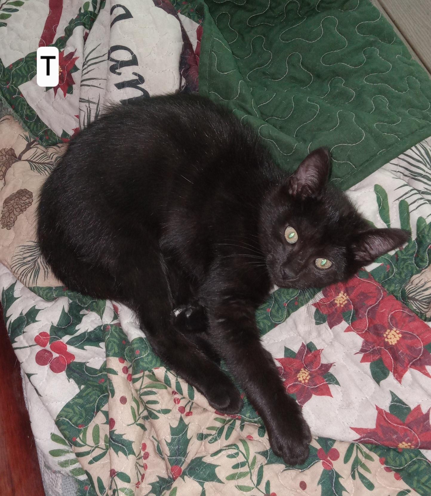 Soft like Blackvelvet, a ADOPTABLE Domestic Short Hair in Elizabeth, PA image 2/5