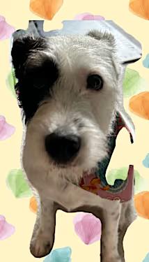 Lola, Adoptable, Young Female German Wirehaired Pointer & Airedale Terrier.