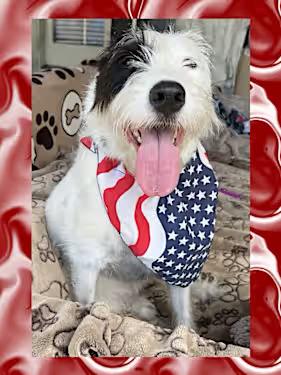 Enlarge Lola, a Adoptable mixed breed in Santa Ana, CA image 2/4