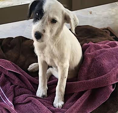 Enlarge Lola, a Adoptable mixed breed in Santa Ana, CA image 3/4