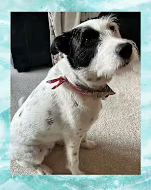 Enlarge Lola, a Adoptable mixed breed in Santa Ana, CA image 4/4