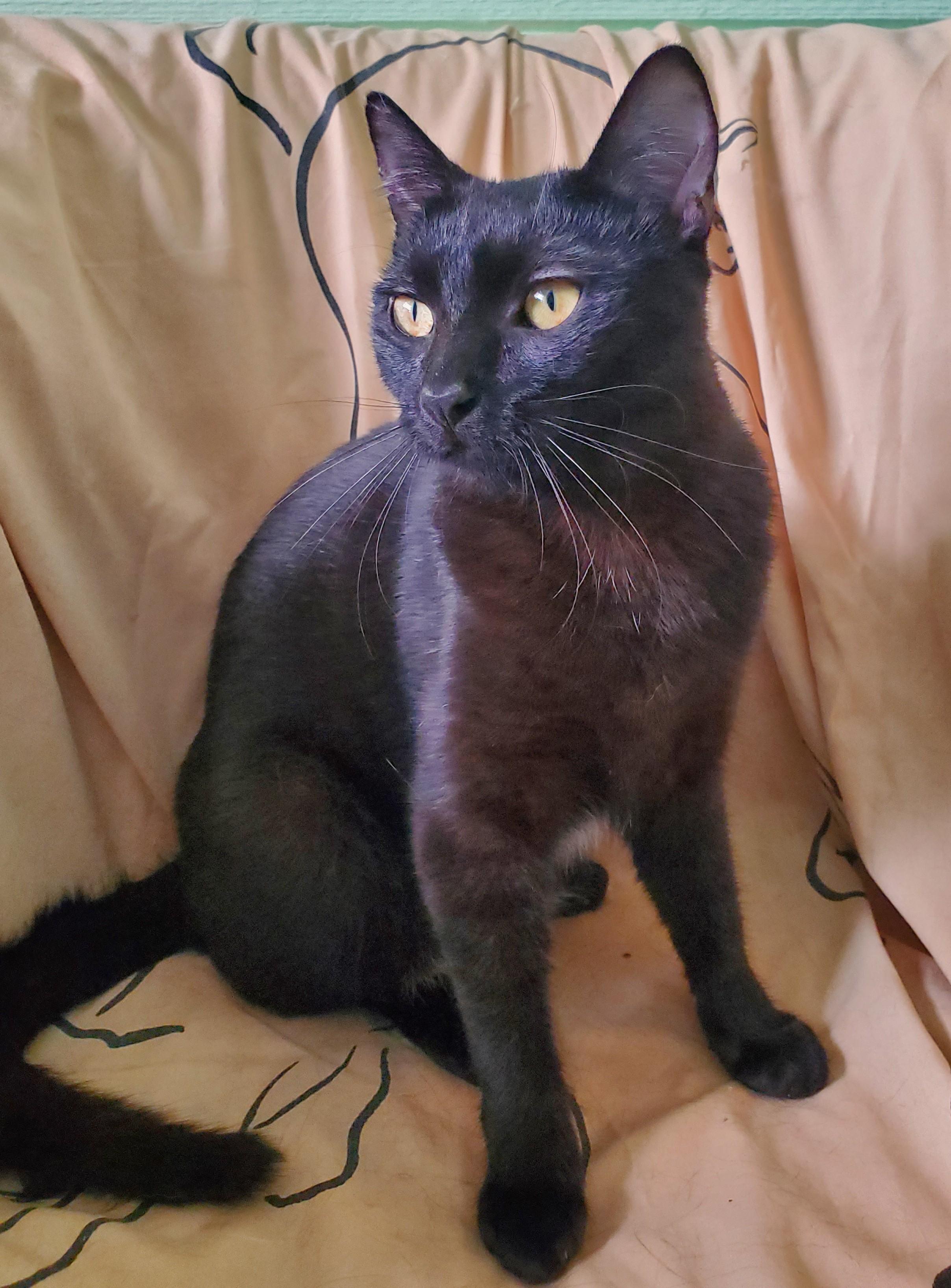 Enlarge Ginger (Rogers), a ADOPTABLE mixed breed in Avalon, CA image 1/2