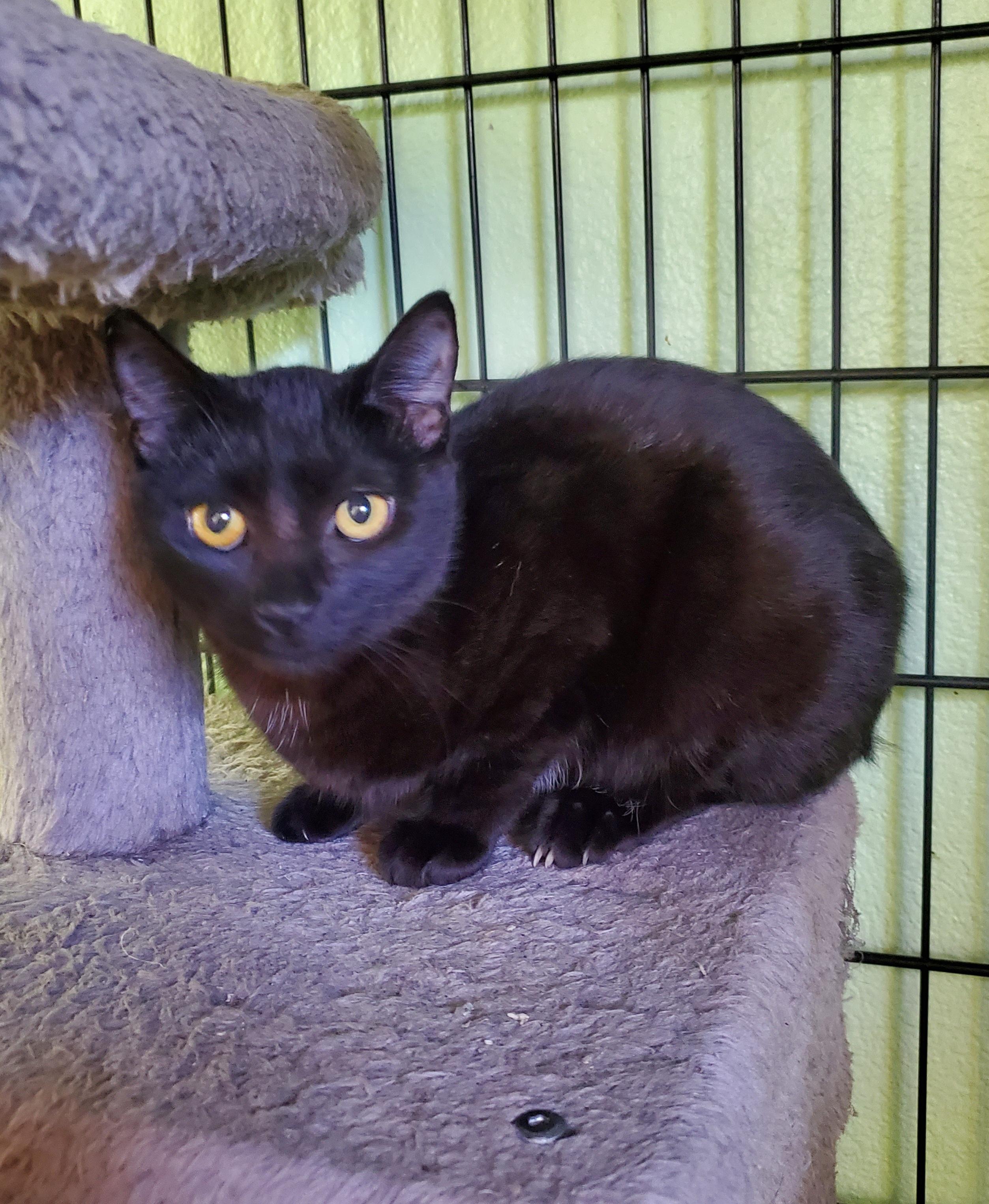 Enlarge Ginger (Rogers), a ADOPTABLE mixed breed in Avalon, CA image 2/2