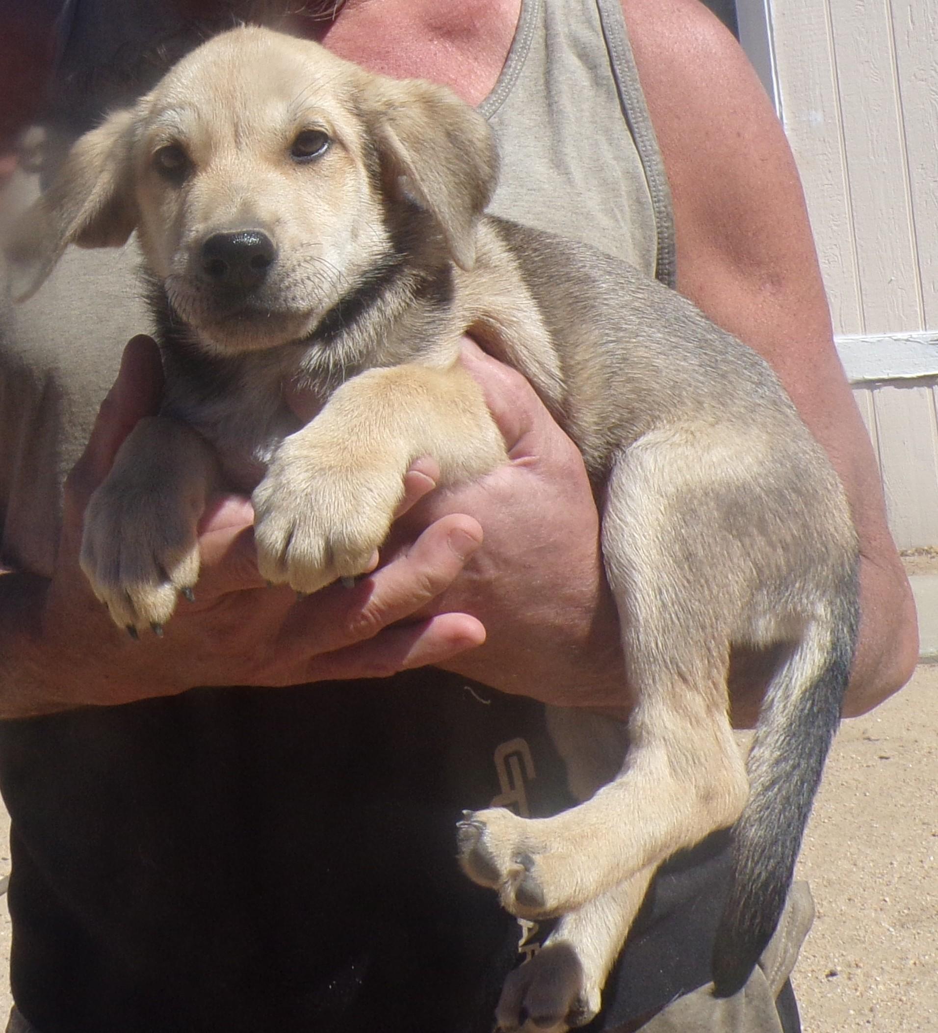 Enlarge HAAS, a Adoptable mixed breed in Corona, CA image 3/3