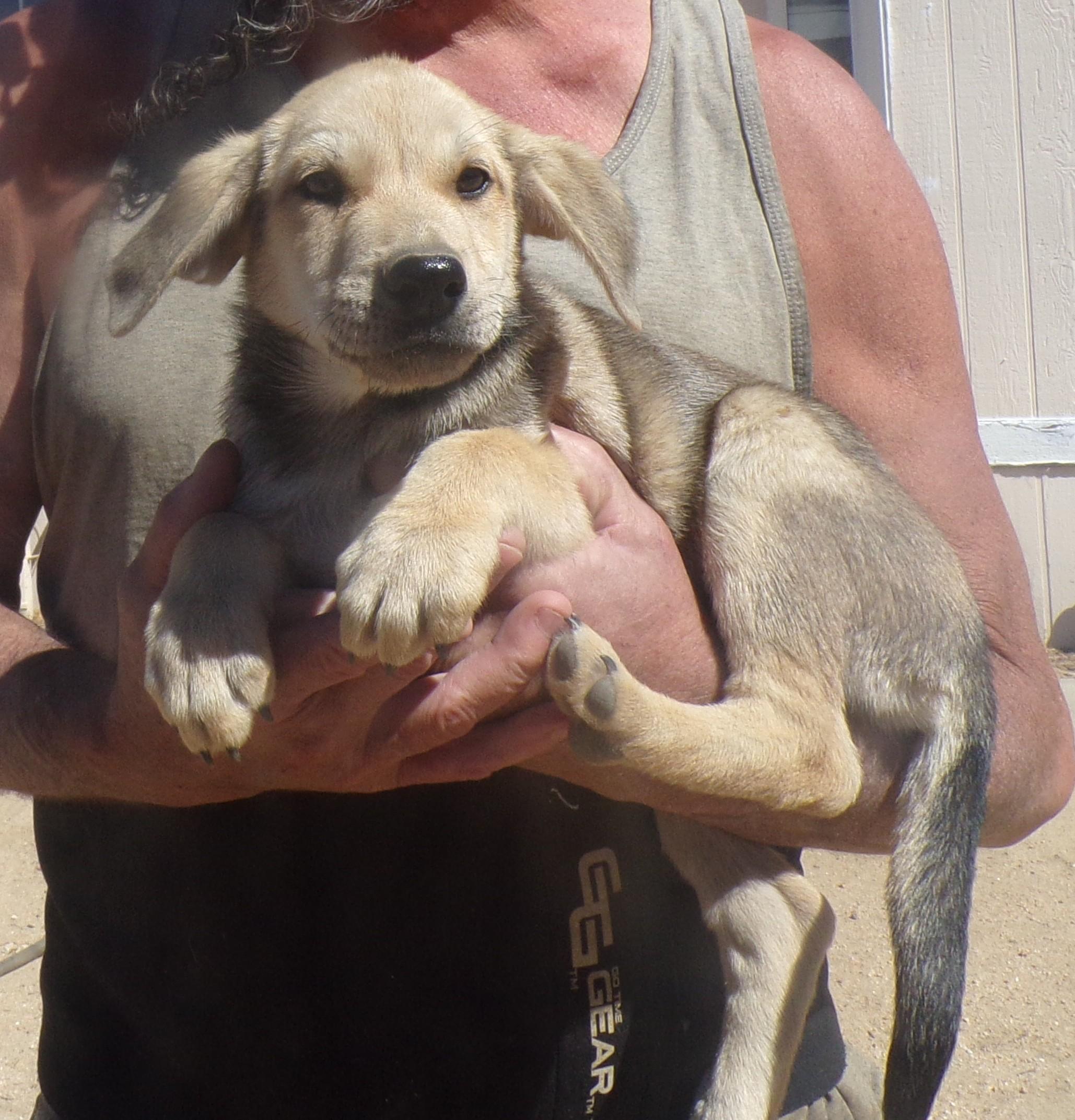 Enlarge HAAS, a Adoptable mixed breed in Corona, CA image 1/3