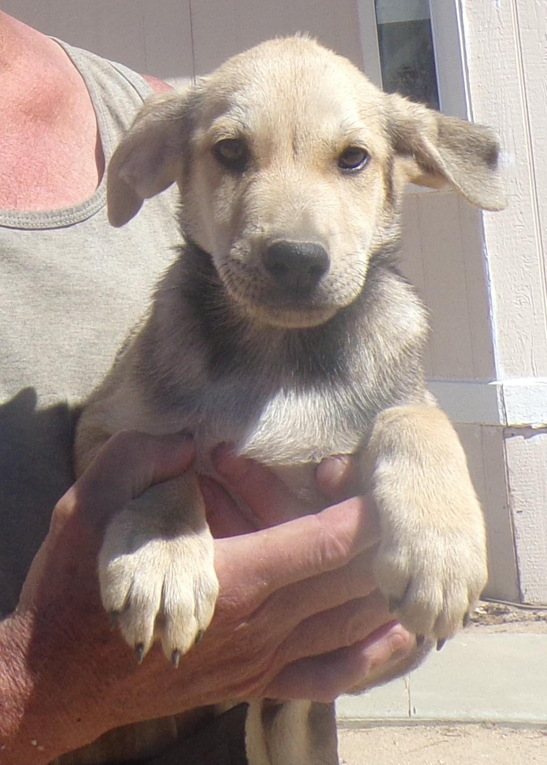 Enlarge HAAS, a Adoptable mixed breed in Corona, CA image 2/3