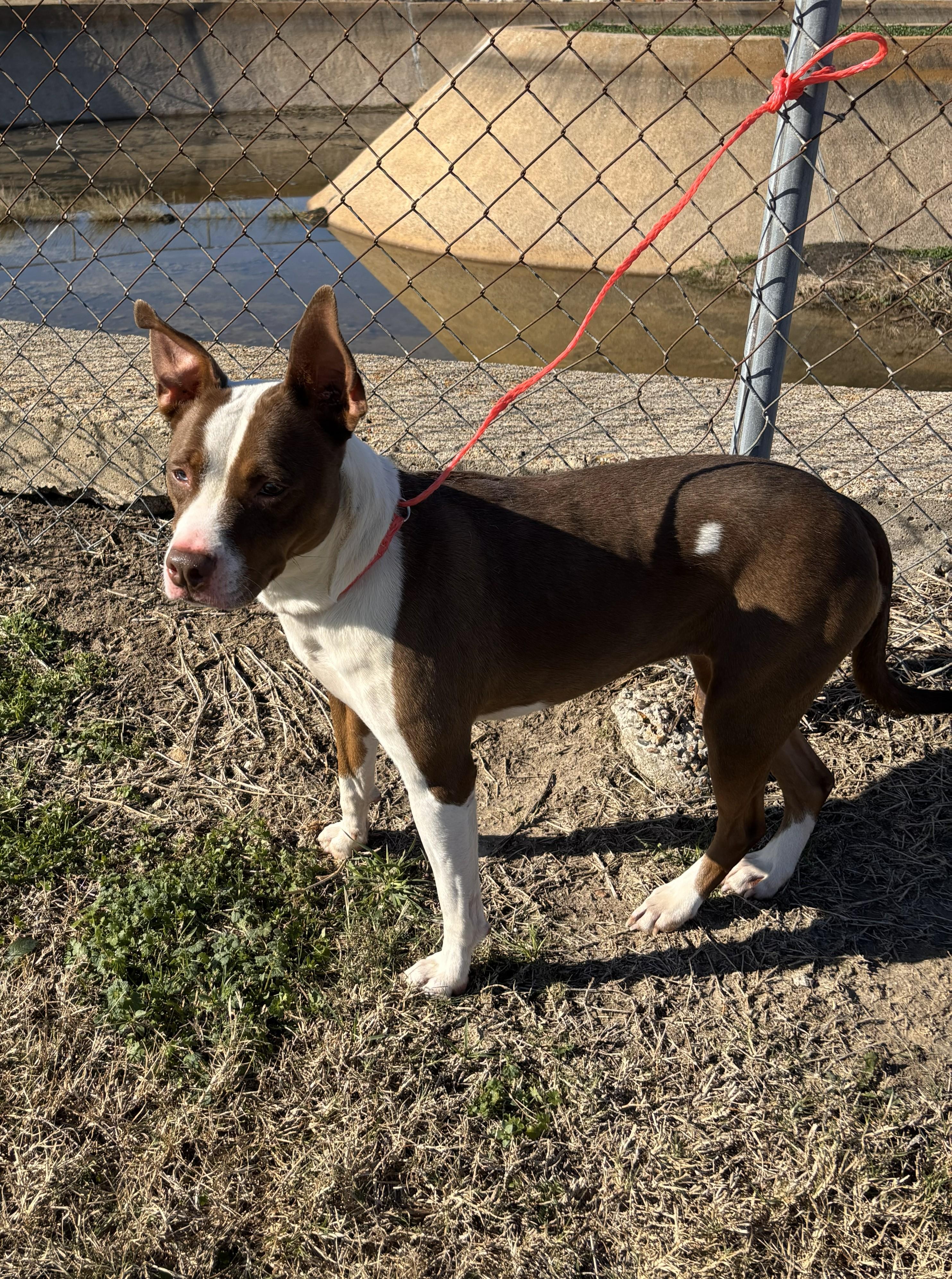 Fern, ADOPTABLE, Adult Female American Staffordshire Terrier.