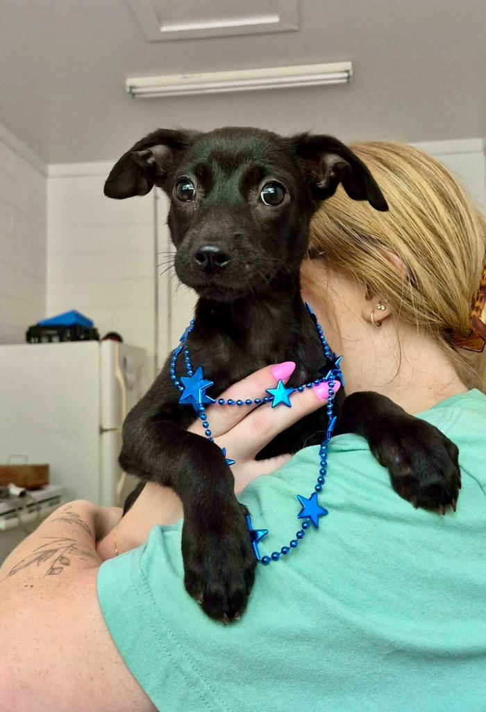 Brett, Adoptable, Puppy Male Terrier.