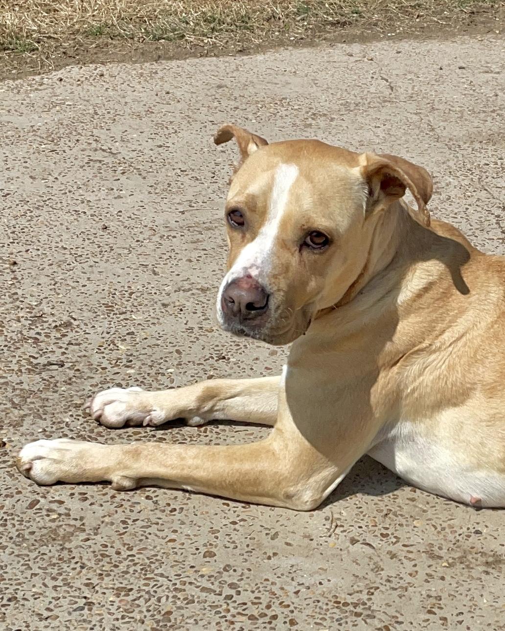 Enlarge Kit Kat, a Adoptable mixed breed in Southaven , MS image 6/6