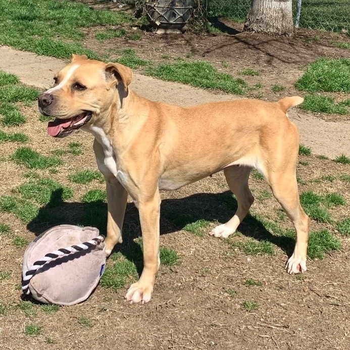 Enlarge Kit Kat, a Adoptable mixed breed in Southaven , MS image 5/6