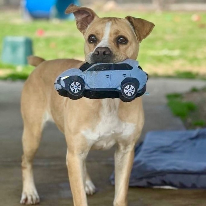 Enlarge Kit Kat, a Adoptable mixed breed in Southaven , MS image 4/6