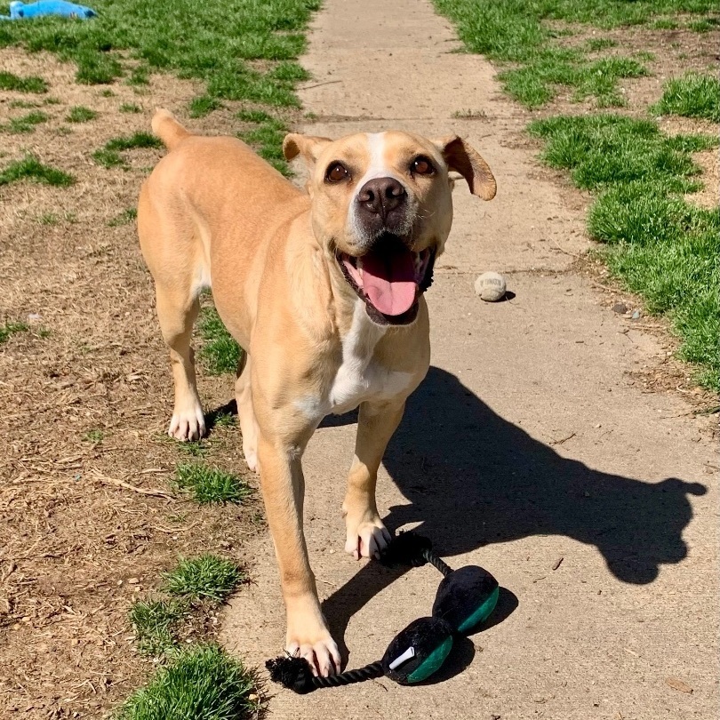 Enlarge Kit Kat, a Adoptable mixed breed in Southaven , MS image 3/6