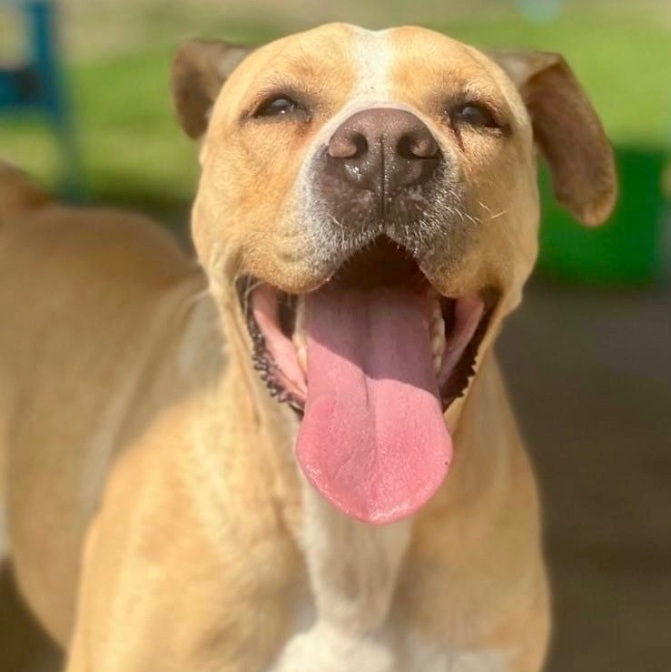 Enlarge Kit Kat, a Adoptable mixed breed in Southaven , MS image 1/6