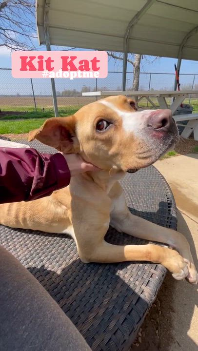 Enlarge Kit Kat, a Adoptable mixed breed in Southaven , MS video 2/6