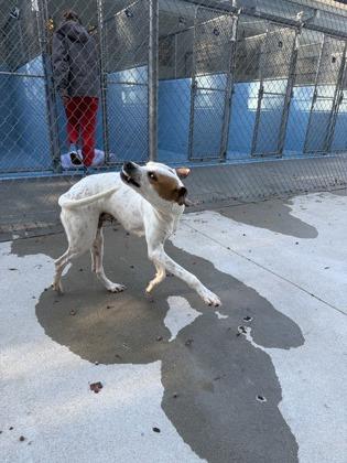 Pizza, Adoptable, Adult Female Hound & Mixed Breed.