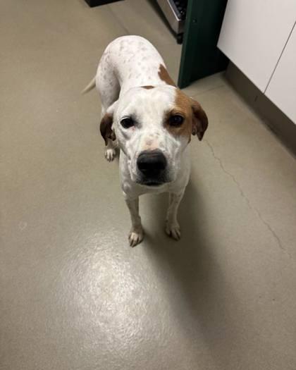 Enlarge Pizza, a Adoptable mixed breed in King William, VA image 2/2