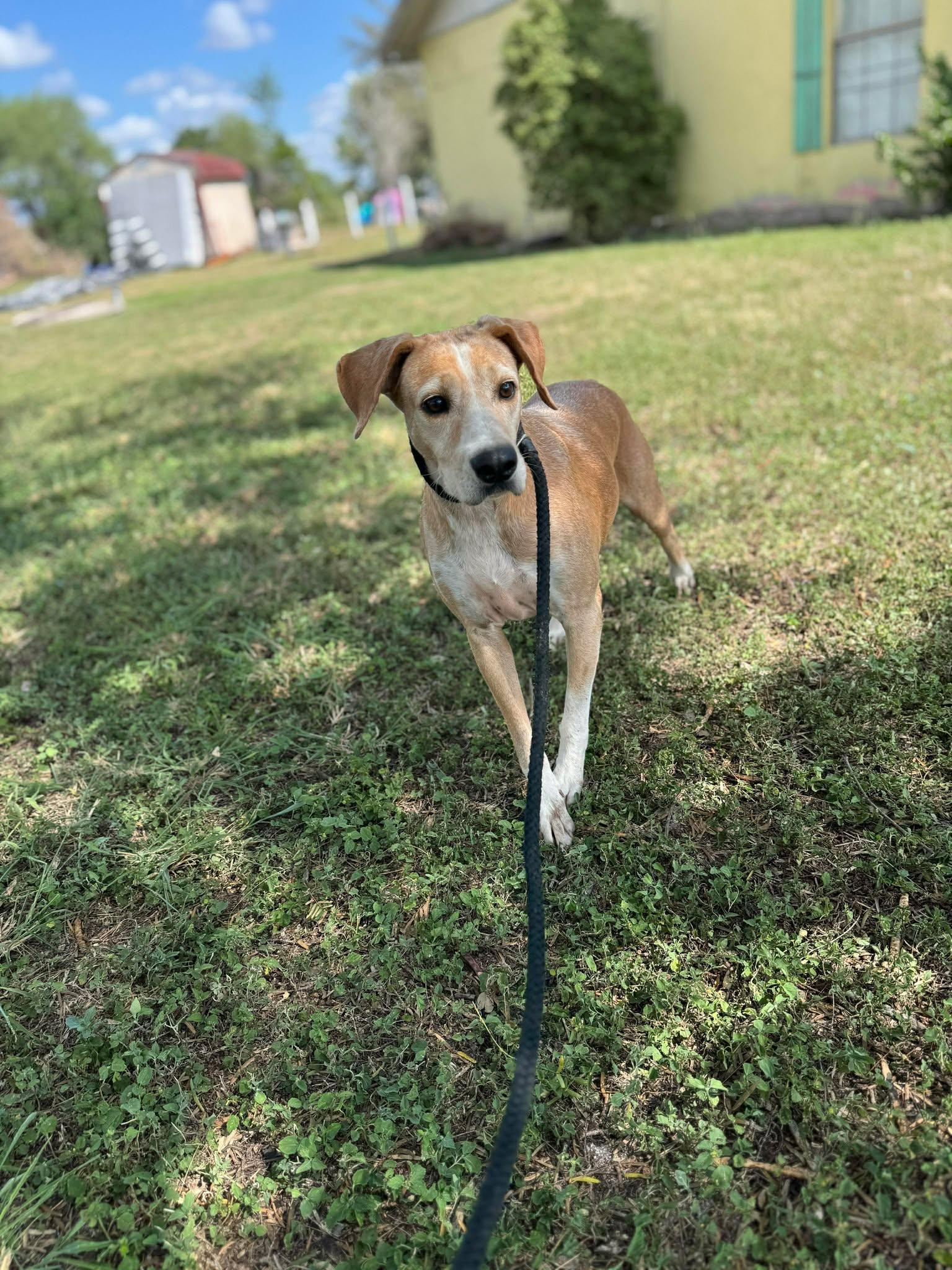 Brownie, Adoptable, Young Male Labrador Retriever & Hound.