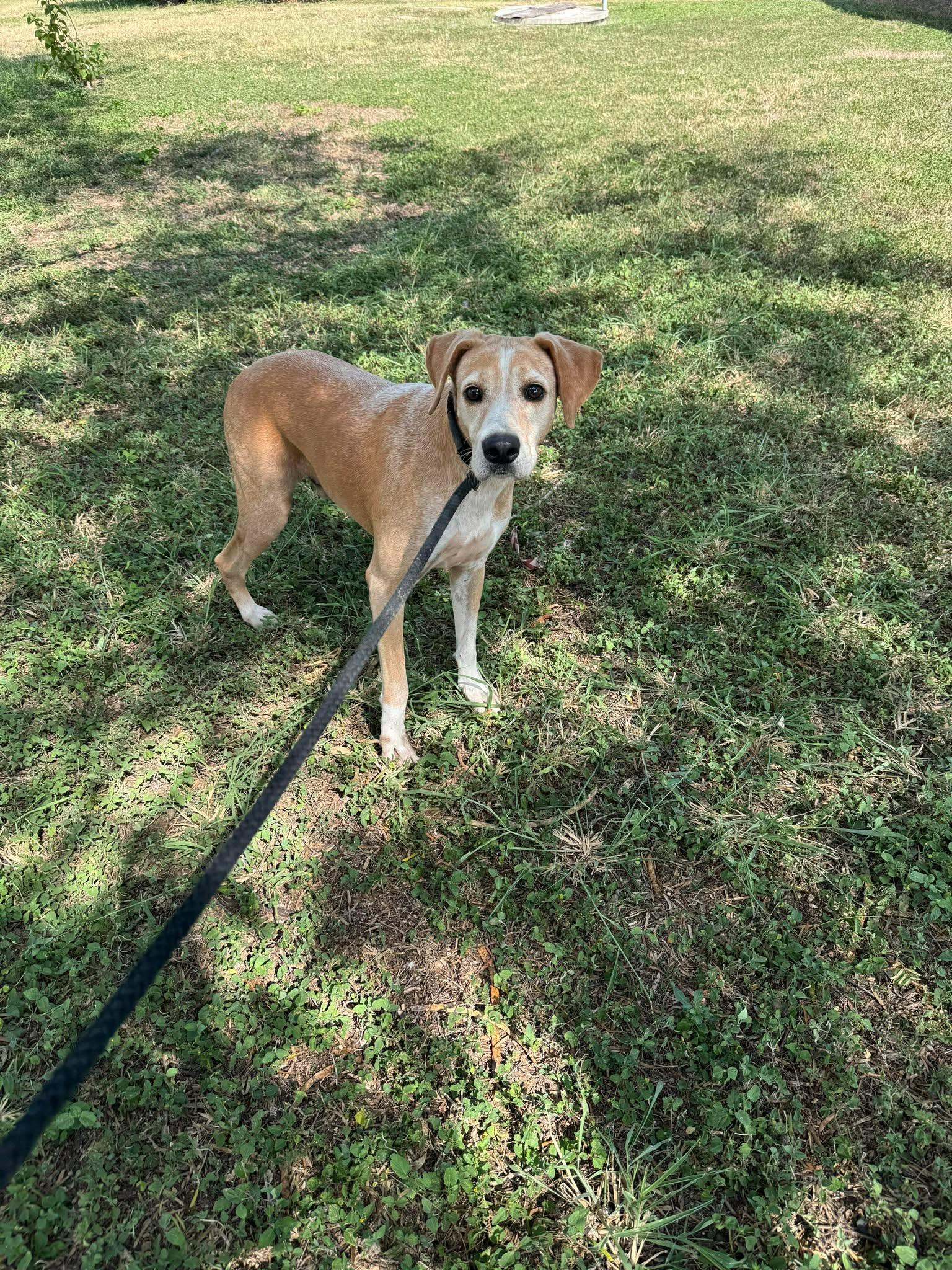 Brownie, a Adoptable mixed breed in Shillington, PA image 2/3